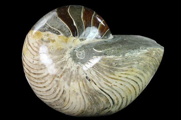 Polished Fossil Nautilus (Cymatoceras) - Madagascar #140431